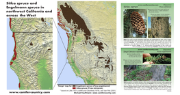 Sitka Spruce and Engelmann Spruce in Northwest California and Across