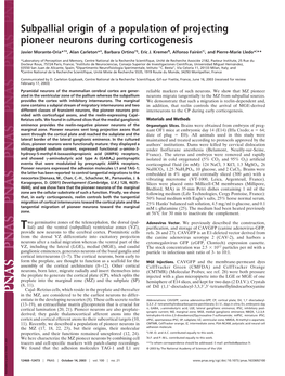 Subpallial Origin of a Population of Projecting Pioneer Neurons During Corticogenesis