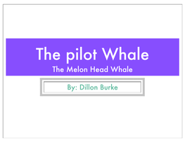 Pilot Whale-Dillon