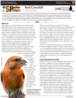 Red Crossbill