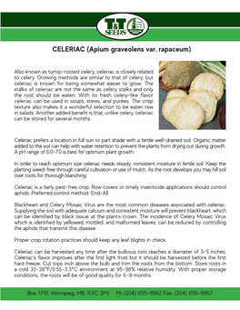 CELERIAC (Apium Graveolens Var. Rapaceum)