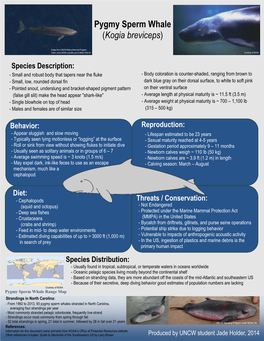 Pygmy Sperm Whale (Kogia Breviceps)
