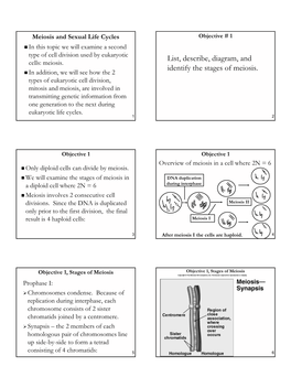 List, Describe, Diagram, and Identify the Stages of Meiosis