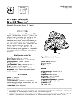 Platanus Orientalis Oriental Planetree1 Edward F