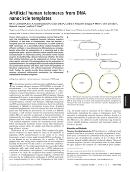 Artificial Human Telomeres from DNA Nanocircle Templates