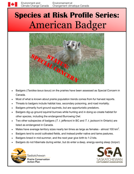 American Badger