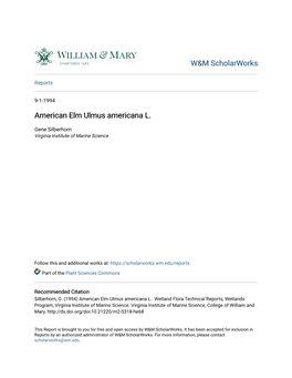 American Elm Ulmus Americana L