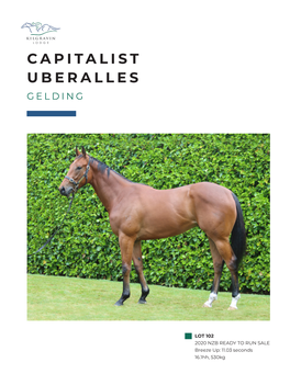 Capitalist Uberalles Gelding