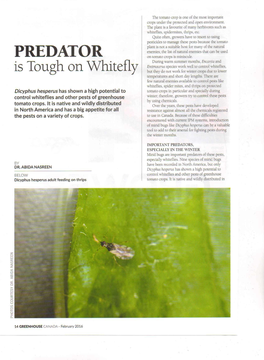 PREDATOR on Tomato Crops Is Miniscule