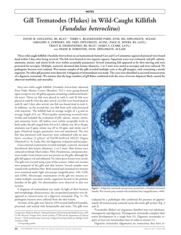 Gill Trematodes (Flukes) in Wild-Caught Killifish (<I>Fundulus