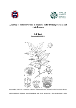 A Survey of Floral Structure in Drypetes Vahl (Putranjivaceae) and Related Genera