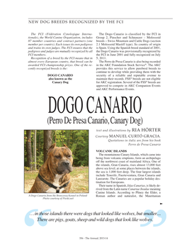 (Perro De Presa Canario, Canary Dog) Text and Illustrations by RIA HÖRTER Courtesy MANUEL CURTÓ GRACIA