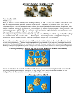 Beta Vulgaris Germination