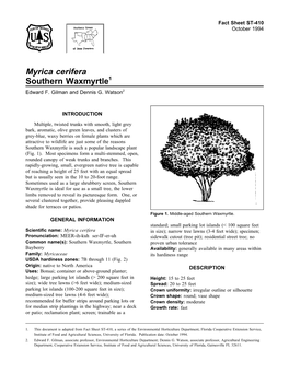 Myrica Cerifera Southern Waxmyrtle1 Edward F