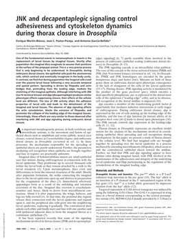 JNK and Decapentaplegic Signaling Control Adhesiveness and Cytoskeleton Dynamics During Thorax Closure in Drosophila