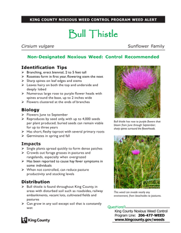 Bull Thistle Cirsium Vulgare Sunflower Family