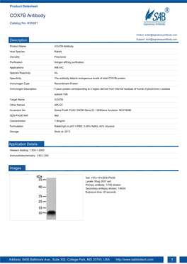 COX7B Antibody