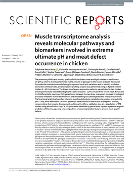 Muscle Transcriptome Analysis Reveals Molecular Pathways And