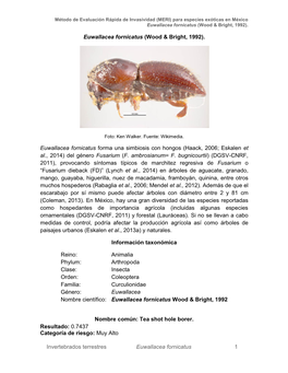 Invertebrados Terrestres Euwallacea Fornicatus 1 Euwallacea Fornicatus (Wood & Bright, 1992). Euwallacea Fornicatus Form