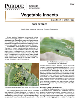 Flea Beetles