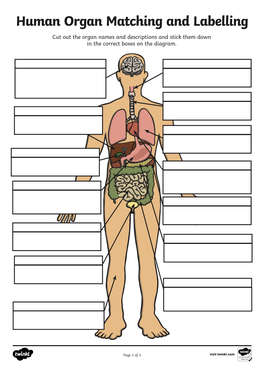 Human Organ Matching and Labelling Cut out the Organ Names and Descriptions and Stick Them Down in the Correct Boxes on the Diagram