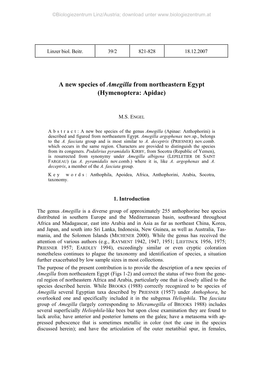 A New Species of Amegilla from Northeastern Egypt (Hymenoptera: Apidae)