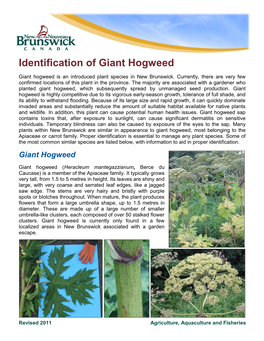 Identification of Giant Hogweed