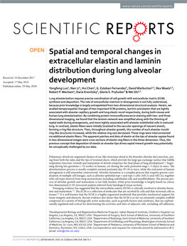 Spatial and Temporal Changes in Extracellular Elastin and Laminin