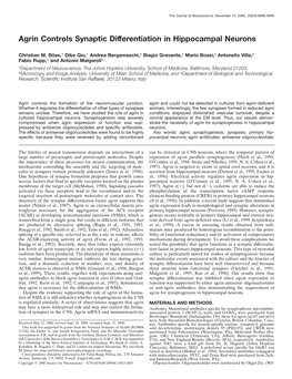 Agrin Controls Synaptic Differentiation in Hippocampal Neurons