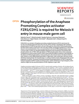 Phosphorylation of the Anaphase Promoting Complex