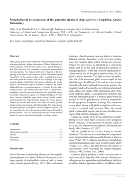 Morphological Re-Evaluation of the Parotoid Glands of Bufo Ictericus (Amphibia, Anura, Bufonidae)