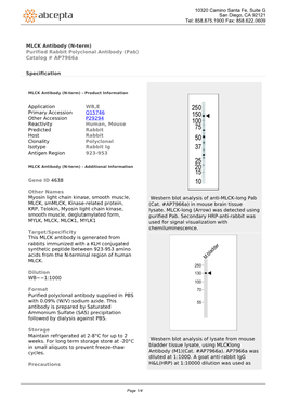 MLCK Antibody (N-Term) Purified Rabbit Polyclonal Antibody (Pab) Catalog # Ap7966a