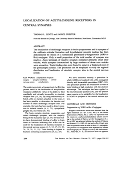 Localization of Acetylcholine Receptors in Central Synapses