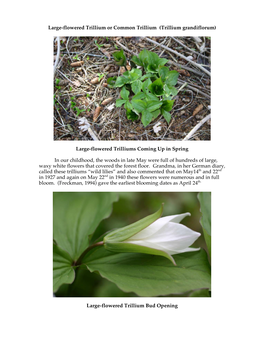 Trillium Grandiflorum)