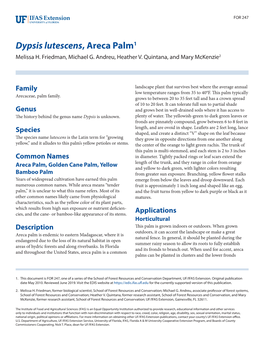 Dypsis Lutescens, Areca Palm1 Melissa H