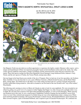 Field Guides Birding Tours Peru's Magnetic North