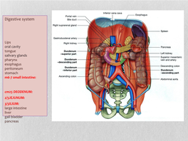 Digestive System