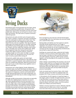 Diving Ducks Wildlife Note