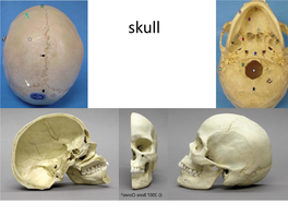 Facial Bones