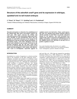 Structure of the Zebrafish Snail1 Gene and Its Expression in Wild-Type