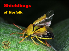 Shieldbugs of Norfolk Copyright