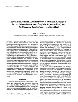 Identification and Localization of a Possible Rhodopsin in the Echinoderms Asterias Forbesi (Asteroidea) and Ophioderma Brevispinum (Ophiuroidea)