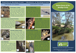 Native Fauna of the Bendigo Creek