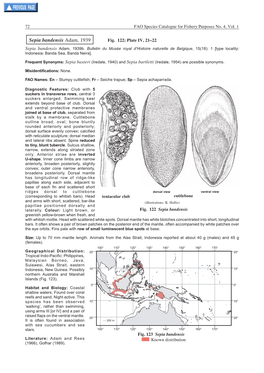 Sepia Bandensis Adam, 1939 Fig
