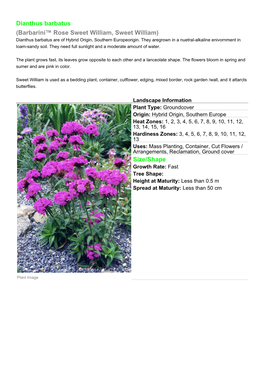 Dianthus Barbatus (Barbarini™ Rose Sweet William, Sweet William) Dianthus Barbatus Are of Hybrid Origin, Southern Europeorigin