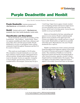 Purple Deadnettle and Henbit