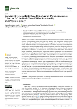 Coexistent Heteroblastic Needles of Adult Pinus Canariensis C.Sm