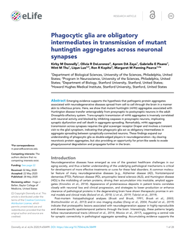 Phagocytic Glia Are Obligatory Intermediates in Transmission Of