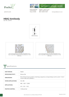 HBA2 Antibody Cat