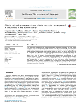 Olfactory Signaling Components and Olfactory Receptors Are Expressed in Tubule Cells of the Human Kidney